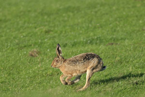 Hare photography by Betty Fold Gallery